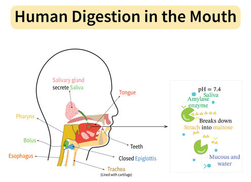 Human Digestion in the Mouth and Pharynx. Anatomy and Physiology of Initial Food Digestion. Salivary Amylase Breaking Down Starch into Maltose. Medical Vector Illustration