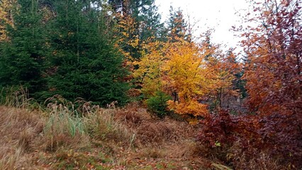 autumn in the forest