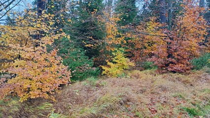 autumn trees in the forest
