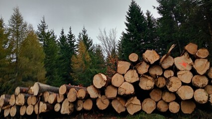 stack of wood in the autumn forest