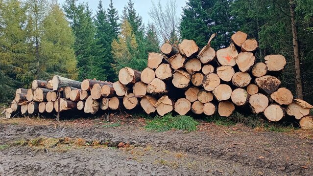 stack of wood in the forest