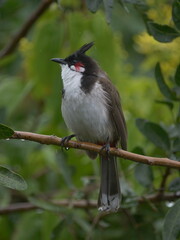 Red Whiskered Bulbul perching in natural environment 