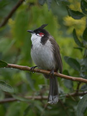 Red Whiskered Bulbul perching in natural environment 