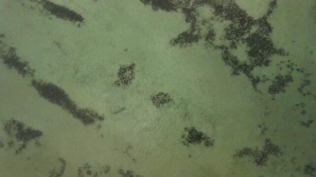 Aerial view of shallow turquoise water with scattered dark patches forming a quiet abstract pattern suggesting fragile marine ecosystems and reflective coastal nature