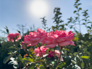 Pink rose among bushes, rose and bushes, flowers, plants, bushes in the garden at the dacha. High quality