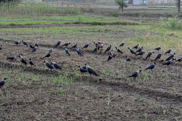 the crows in farm and land, Hooded crow (Corvus cornix) is looking for nuts on the park lawn. Bird in the park in autumn season.