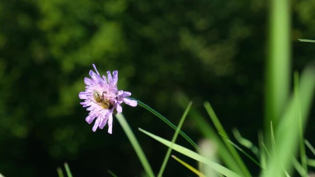 Bee Pollinating Knautia arvensis Flower in Slow Motion Macro Shot