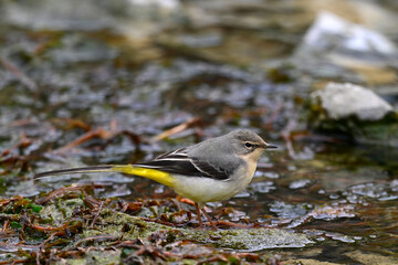 Grey wagtail // Gebirgsstelze (Motacilla cinerea)