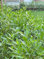 Fresh Green Bush Leaves in Garden – Natural Outdoor Foliage Close-Up
