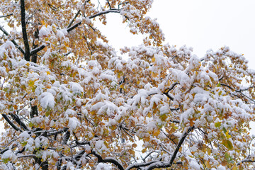 Yellow autumn oak in the snow, symbol of the first snow and the beginning of winter