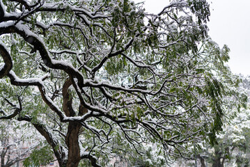 A green acacia tree covered with snow