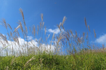 葛城山のすすき