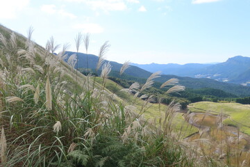 曽爾高原のすすき