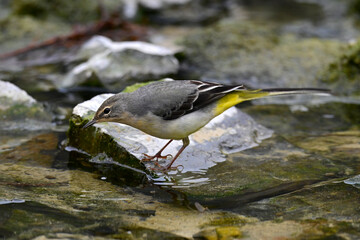 Grey wagtail // Gebirgsstelze (Motacilla cinerea)