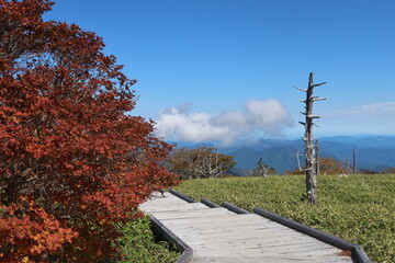 大台ヶ原の紅葉