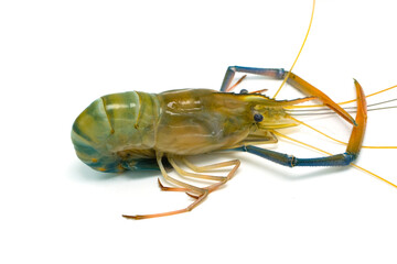 Fresh river prawns isolated on white background. Big freshwater prawns. River prawns for cooking.
