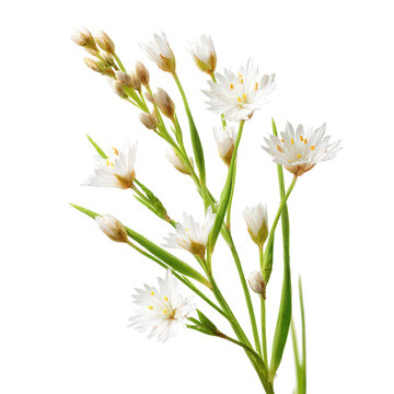 White flowering wood rush png wood rush flower png luzula nivea png white flower png wood rush png flowering plant png white bloom png plant flower png flower png transparent background image