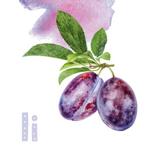 Watercolor Realistic Italy Plum Illustration, Fresh Fruit Alphabet Collection