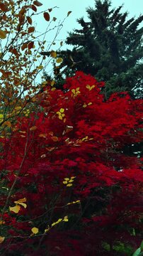 Vertical shot capturing the striking color transition of autumn, featuring brilliant red Japanese maple leaves and golden-yellow deciduous branches set against the deep green needles of a towering