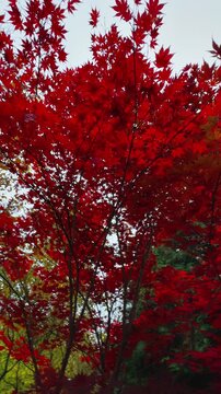 Vertical shot capturing the striking color transition of autumn, featuring brilliant red Japanese maple leaves and golden-yellow deciduous branches set against the deep green needles of a towering