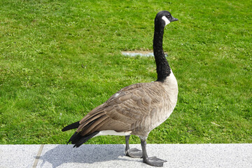 Canada goose standing on bright green lawn