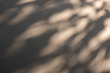 Abstract natural tree branch leaves shadow on beige wall background