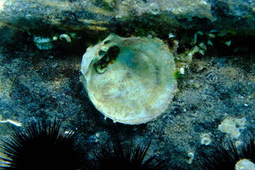 Seashell of bivalve mollusc Thorny oyster (Spondylus gaederopus) on sea bottom, Aegean Sea, Greece, Halkidiki, Pirgos beach © Alexey