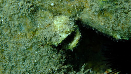 Seashell of bivalve mollusc Thorny oyster (Spondylus gaederopus) on sea bottom, Aegean Sea, Greece, Halkidiki, Pirgos beach