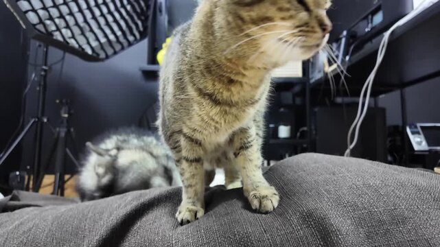 In a cozy living room, a fluffy malamute observes as a curious cat explores nearby. They share a friendly interaction, highlighting their playful personalities and bond.