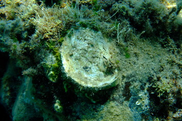 Seashell of bivalve mollusc Thorny oyster (Spondylus gaederopus) on sea bottom, Aegean Sea, Greece, Halkidiki, Pirgos beach © Alexey