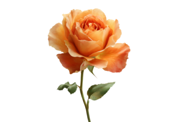 Single orange rose flower with green stem isolated on transparent background