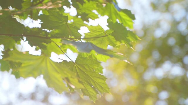 Green maple leaves against the sun