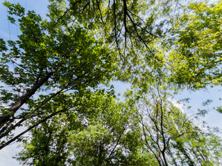 Obraz premium Green tree branches and blue sky background