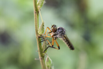 Predatory robber fly eating its grasshopper prey. This intense insect interaction on plant stem shows brutal struggle for survival in nature and wildlife