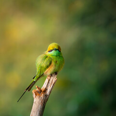Bee-eater with beautiful blurred background