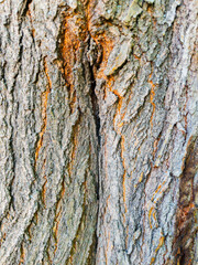 Tree bark texture close-up natural wood surface