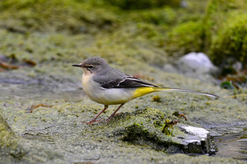 Grey wagtail // Gebirgsstelze (Motacilla cinerea)