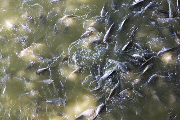 Large school of fish in feeding frenzy, swarming together in murky pond water. natural aquatic scene showing many freshwater fish swimming in an energetic group