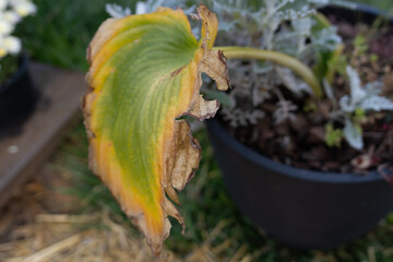 Close Up Of A Dried Leaf With Green Yellow Hues In A Potted Garden Scene