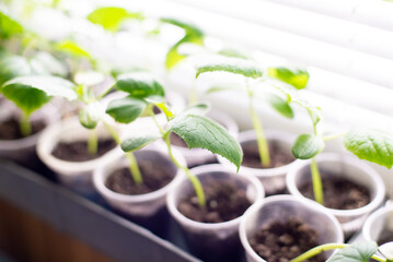 Young Plant Seedlings in Plastic Cups on a Bright Windowsill Ready for Growth