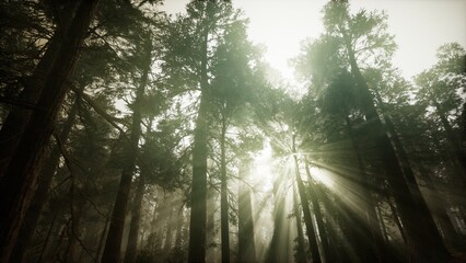 Sunlight streams through dense tree canopies, creating a serene atmosphere in the woods. Rays illuminate the forest floor, showcasing natures tranquility and beauty.