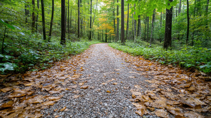 Serene forest path lined with colorful autumn leaves, inviting exploration and tranquility