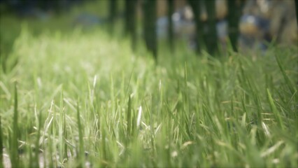 Lush blades of green grass dance softly in the breeze, reflecting the warm sunlight. Nature thrives in this tranquil setting, inviting calm and peace to all who wander by.