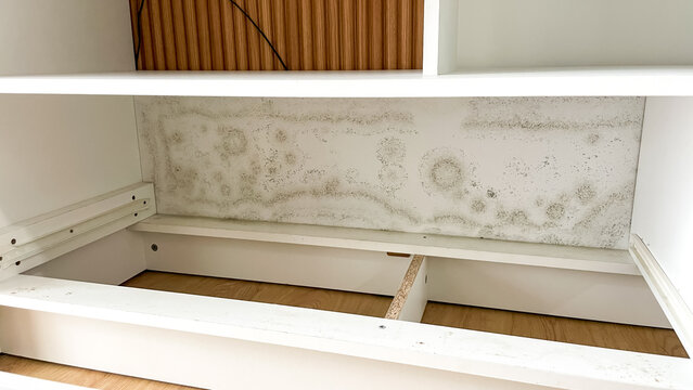 Extensive black mold stains on the inside wall of a white cabinet, indicating high humidity levels.