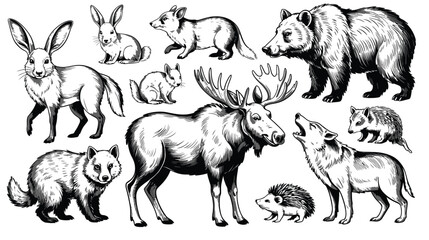 Adobe"Wildlife Collection: 8 Forest Animal Vector Illustrations for Adobe Illustrator Including Deer, Bear, Fox, Wolf, Owl, Rabbit, Squirrel, and Hedgehog &ndash; Ideal for Posters, Stic Illustrator Artwork
