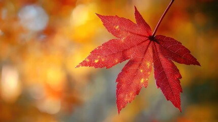 A vibrant red maple leaf against a blurred autumnal background.