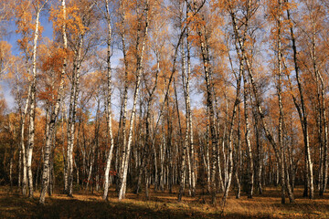 Autumn birch grove with seasonal foliage and natural background