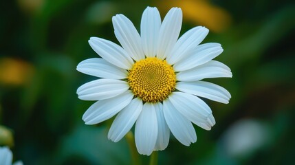 Obraz premium A single daisy flower with white petals and a yellow center, set against a blurred green background.