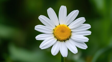 A single daisy flower with white petals and a yellow center against a blurred green background.