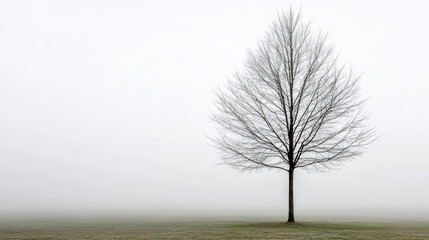 Bare tree silhouette in foggy landscape evokes sense of calm and solitude